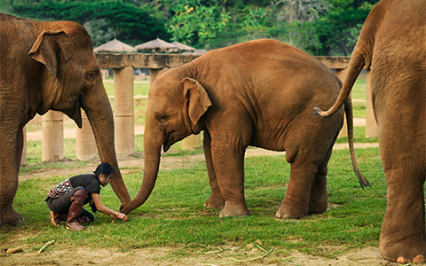 6 Best Elephant Sanctuaries in Thailand