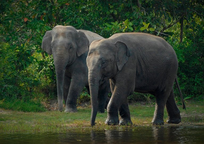 asian-elephant-cambodia